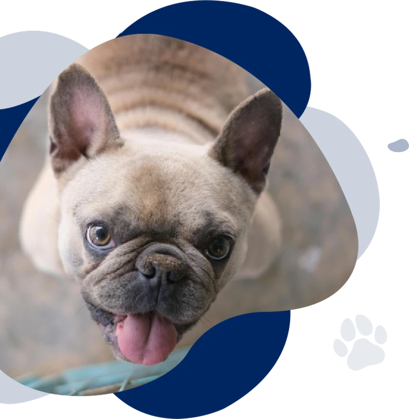 Layer 111 copy 3 A French Bulldog with a beige coat looks up with its tongue out, seemingly curious about when to neuter dogs. The background features abstract blue shapes.
